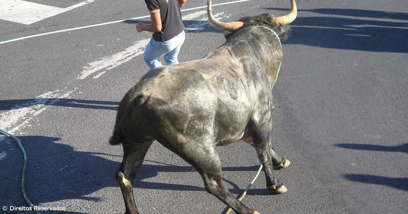 Tourada a corda na ilha Terceira touros