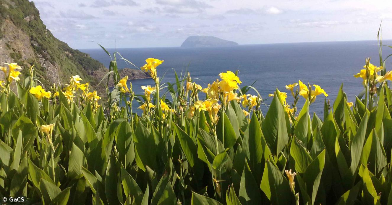 Plantas invasoras no Corvo
