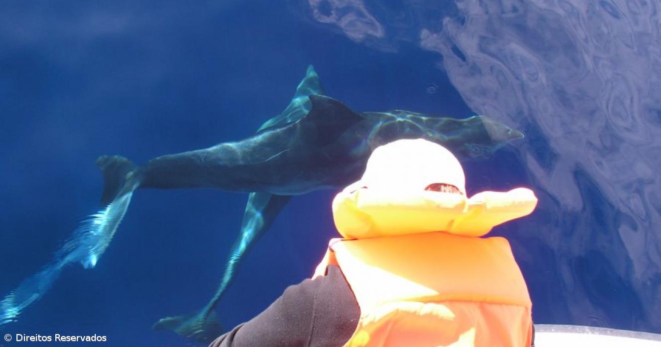 Empresas de whale watching registam quebras