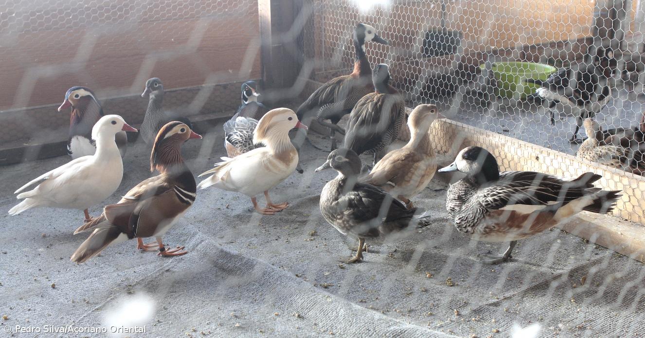 Expo Aves
