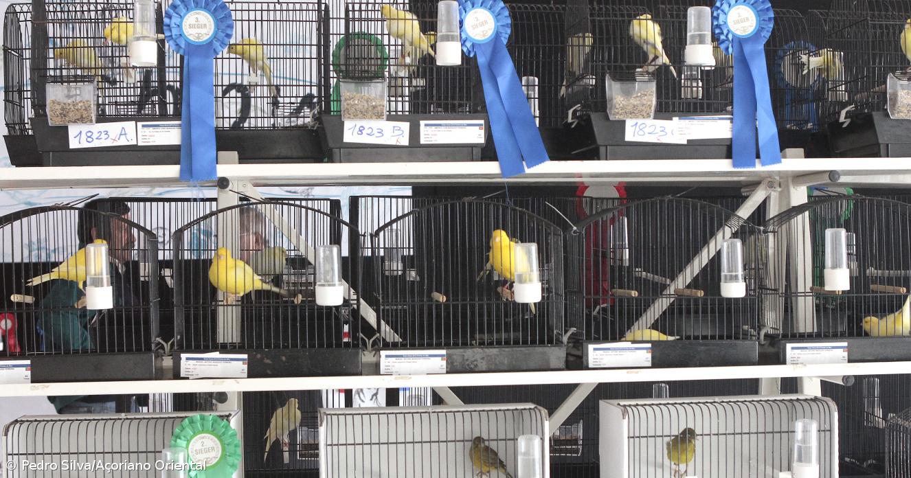 Expo Aves