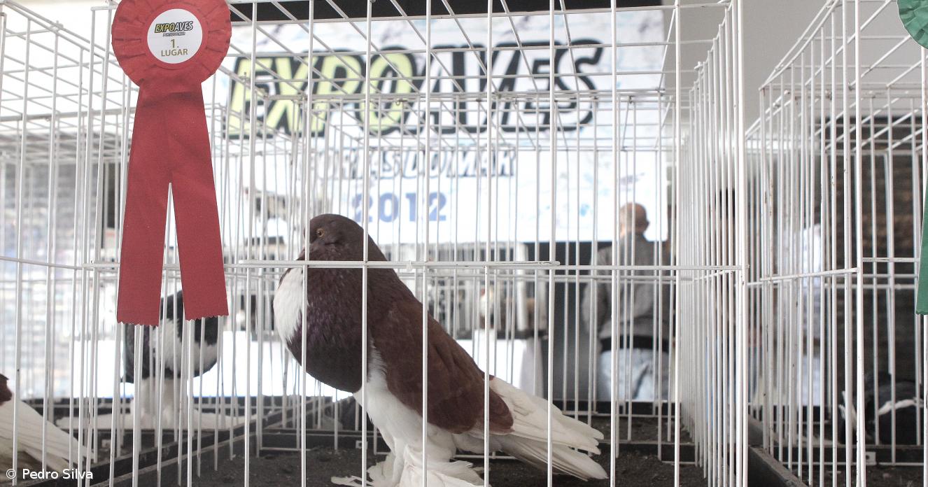 Expo Aves