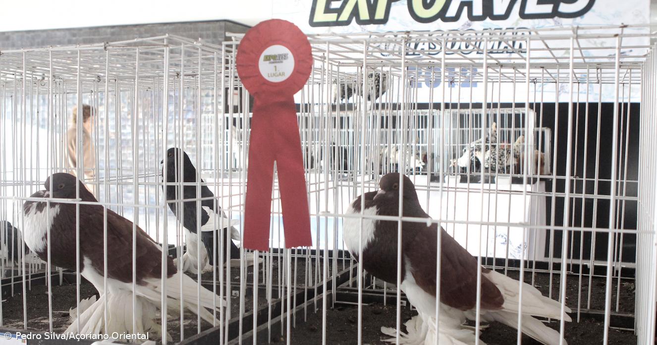 Expo Aves