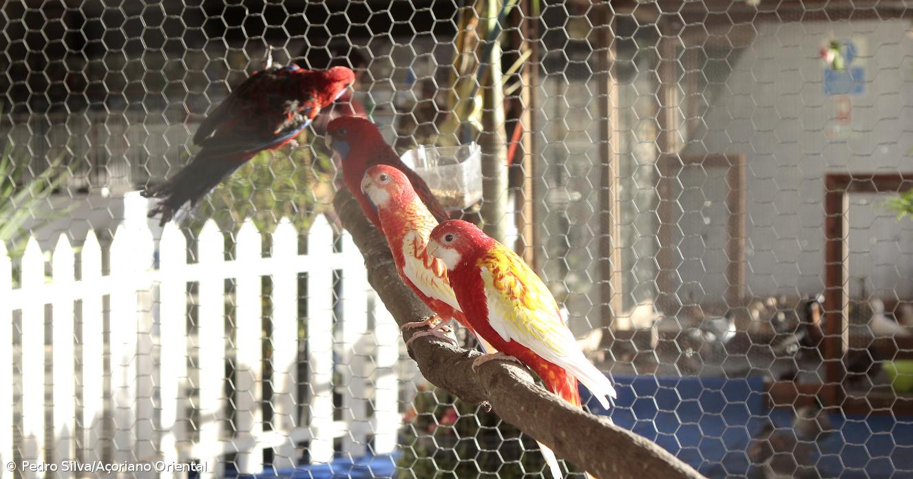 Expo Aves