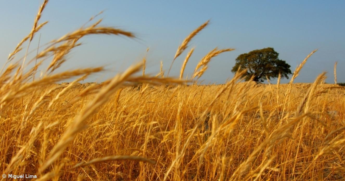 Alentejo