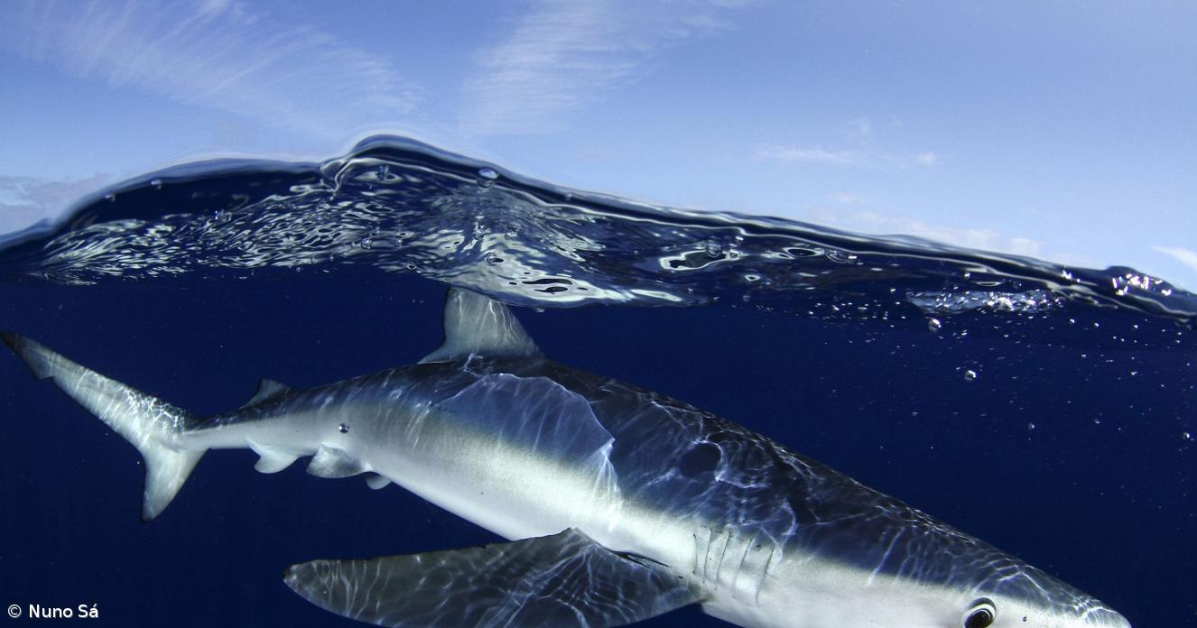 Fotografia de um tubarão azul tirada pelo fotógrafo Nuno Sá ao largo da ilha do Faial