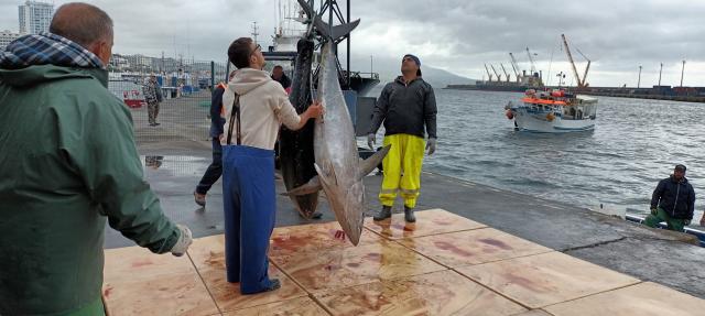 Descargas excecionais de atum patudo geram constrangimentos no porto