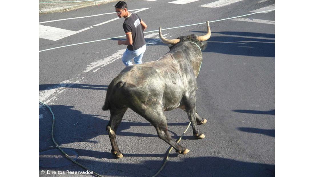 Ganadeiros hope for the resumption of rope bullfighting on Terceira island