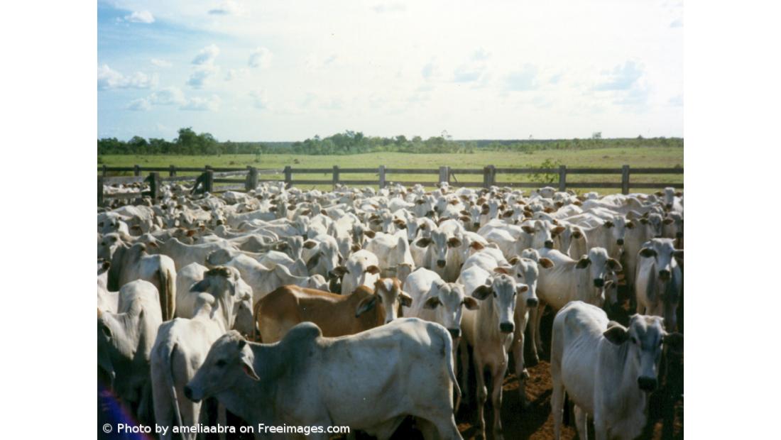 Uso global de antibióticos na pecuária pode aumentar 30% até 2040