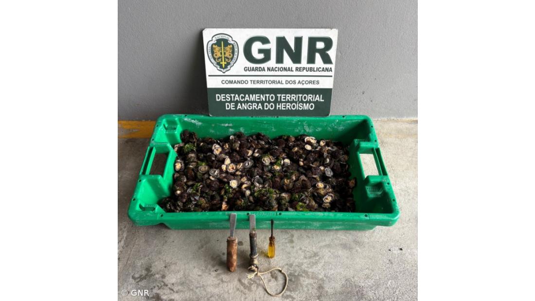 GNR apreende quase 12 quilogramas de lapas