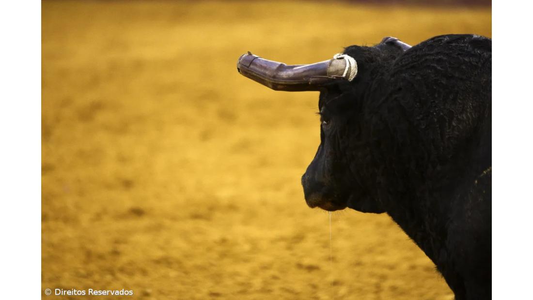 Provedora do animal e ecologistas contra a ‘sorte de varas’ nos Açores