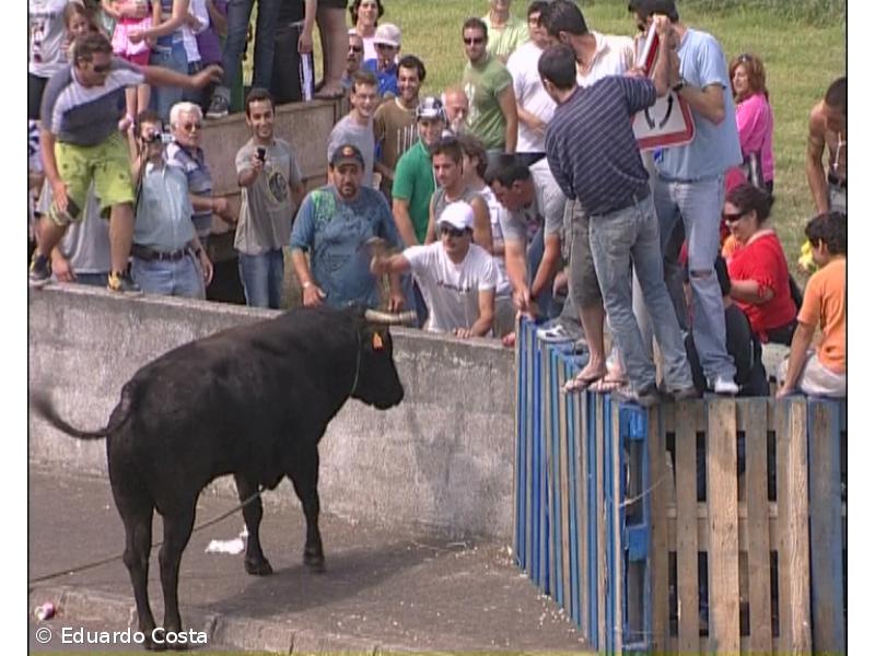 Tertúlia Tauromáquica contesta proposta de abolição das touradas nos Açores  – Observador