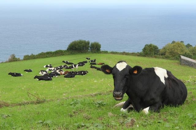 Governo dos Açores apoia agricultores na aquisição de alimentação para animais