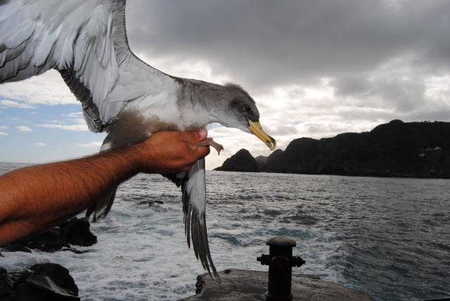 Campanha SOS Cagarro salvou perto de 10 mil aves nos Açores