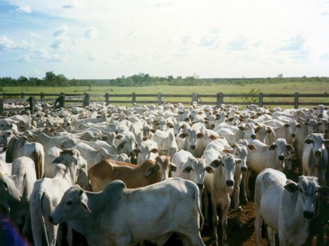 Uso global de antibióticos na pecuária pode aumentar 30% até 2040