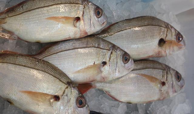 Estudo alerta para sobrepesca de goraz, pargo e boca-negra na Região