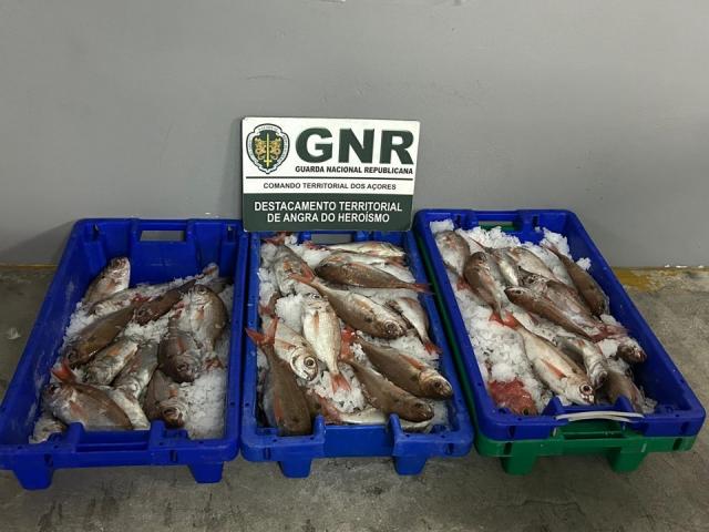 GNR apreende 43,90 quilos de pescado