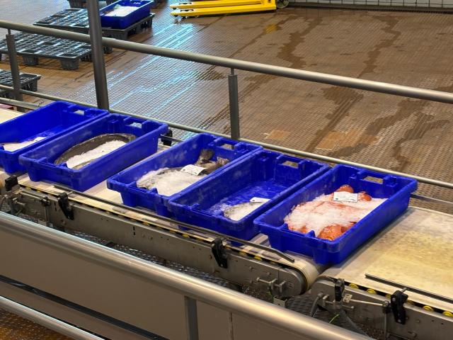 Indústria não está a absorver a totalidade dos tunídeos armazenados nos entrepostos