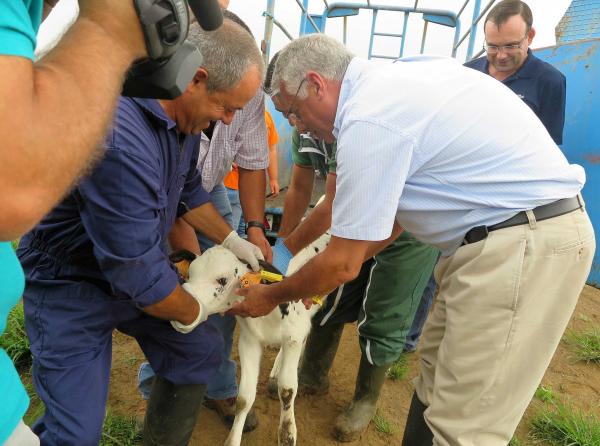 Açores investem meio milhão de euros por ano em novos "brincos" para bovinos