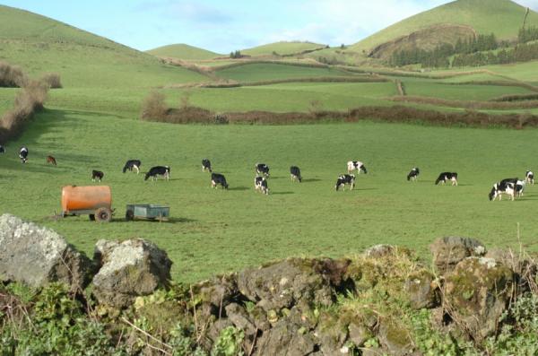 Mais de 800 agricultores dos Açores candidataram-se a apoios para encargos com empréstimos