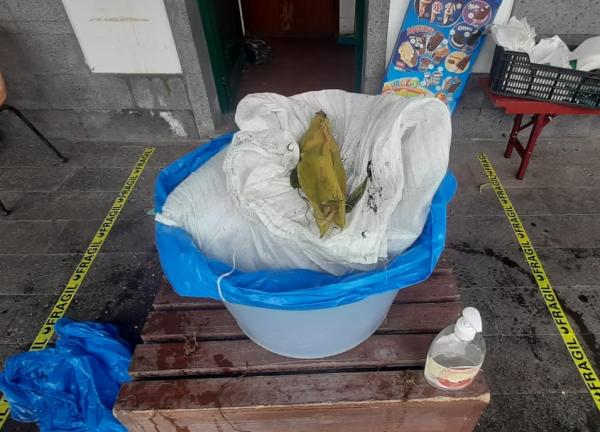 Não há Covid-19 que afaste os açorianos do milho das Furnas