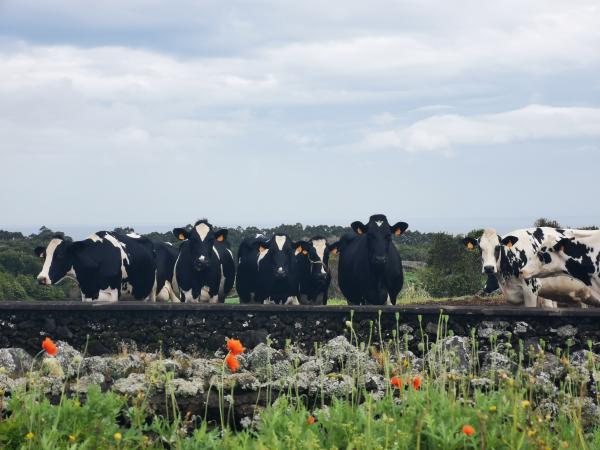 Milk production in the Azores "can be more efficient"