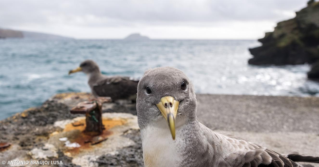 Há mais de 20 anos que os açorianos salvam cagarros e fazem amigos