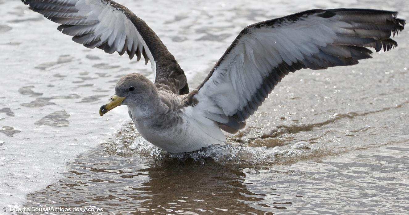 SOS Cagarro salvou mais de 4.700 aves este ano nos Açores - Açoriano