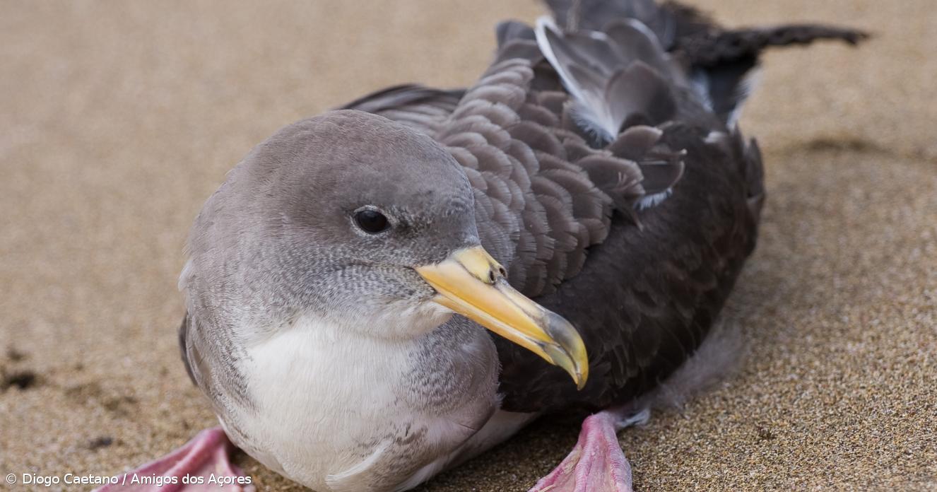 Cagarro considerado Ave do Ano em Portugal - Açoriano Oriental